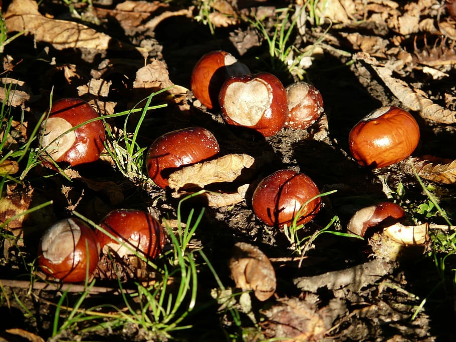 Chestnut, Buckeye, Fruit, concerns, ground, collect, autumn HD wallpaper