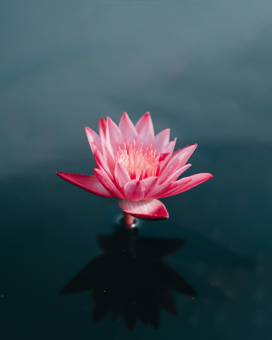 pink flowers on body of water, focus photography of pink waterlily on body of water HD wallpaper