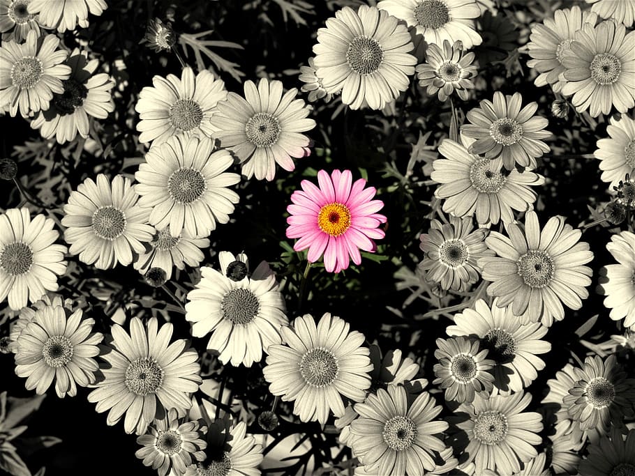 selected colors photography of pink Gerbera flower in bloom HD wallpaper