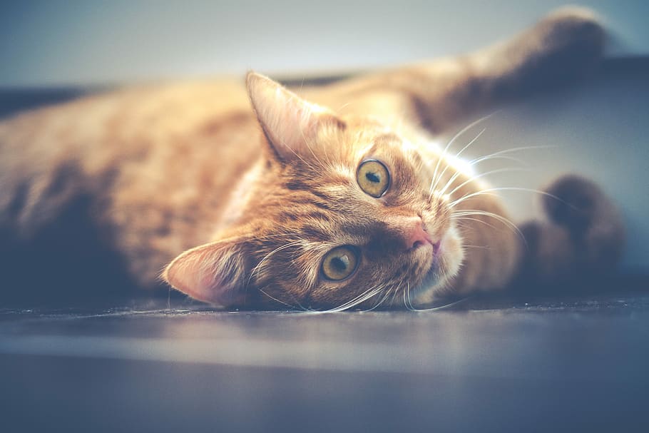 shallow focus photography of orange cat, orange tabby kitten lying on black pavement HD wallpaper