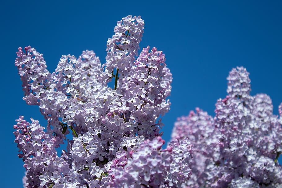 lilac, flowers, blossom, tree, nature, flowering plant, blue HD wallpaper