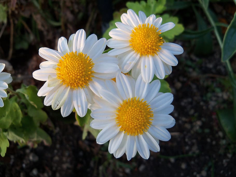 flowers, nature, petals, flowering plant, freshness, fragility HD wallpaper