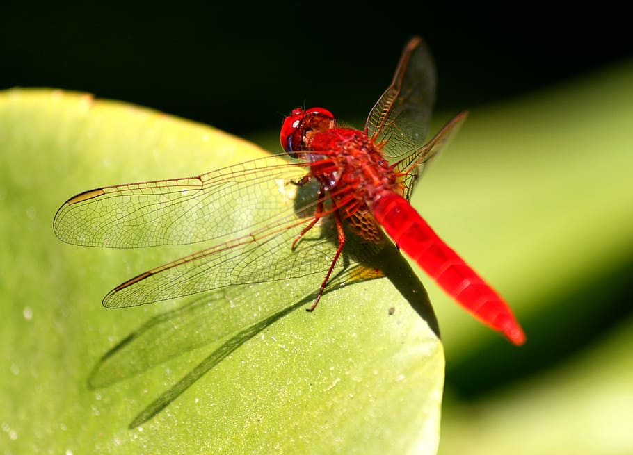 dragonfly, insect, red, invertebrate, animal themes, animal wildlife HD wallpaper