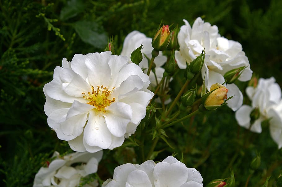 White Rose, Blossom, Bloom, flower, nature, rose bloom, garden, HD wallpaper