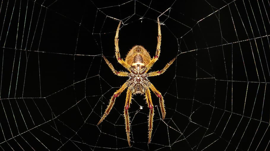 yellow barn spider low angle photography at night time, insect HD wallpaper