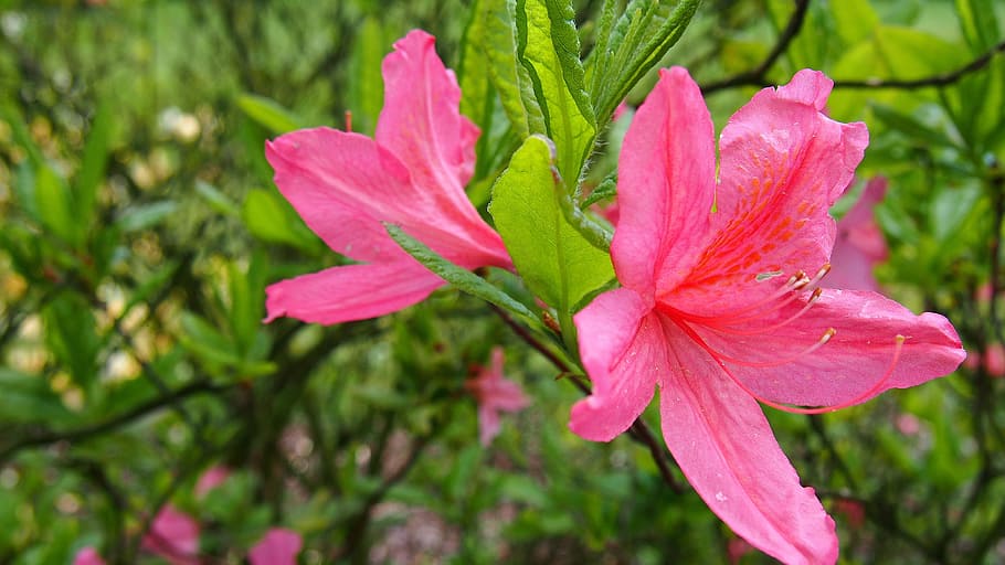Azalea, Flower, Pink, Spring, Nature, plant, garden, blooms HD wallpaper
