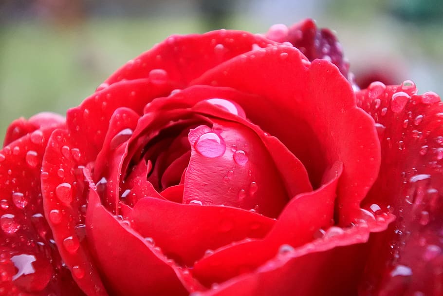 Rose, Red, Flower, Red Rose, Nature, petals, beauty, colors HD wallpaper