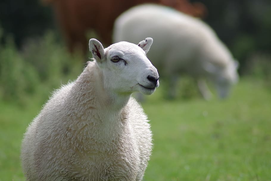white lamb, sheep, ewe, wool, agriculture, animal, rural, flock HD wallpaper