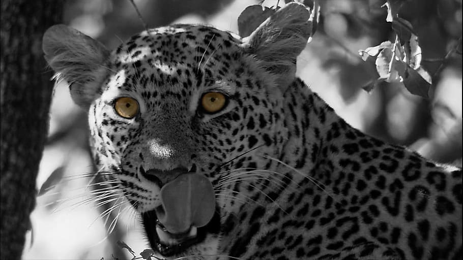 grayscale photo of leopard, Leopard, Cat, Panthera Pardus, Predators HD wallpaper