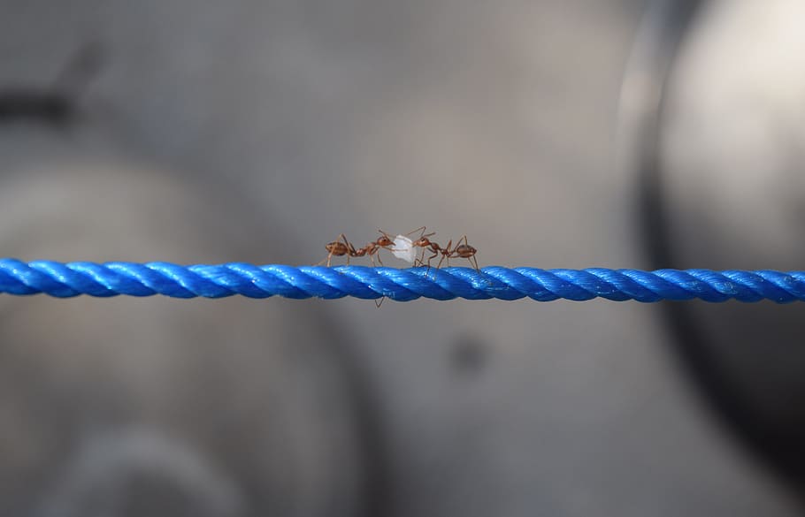 ant, insect, animal, silver, bug, nature, macro, rope, close-up HD wallpaper