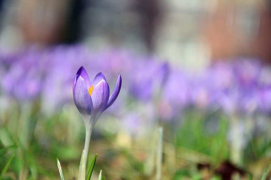 purple flowers, crocus, spring, meadow, nature, time of year HD wallpaper