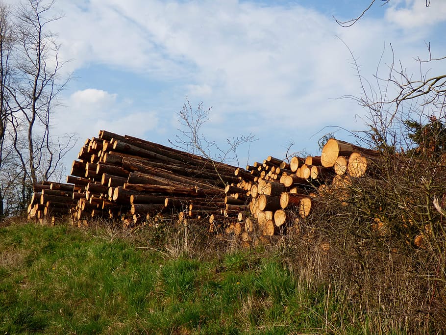 trunks, timber, forest, serrated, wood - material, tree, plant HD wallpaper
