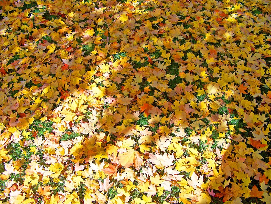 autumn, fall, fallen, yellow, orange, maple, tree, leaves, seasons HD wallpaper