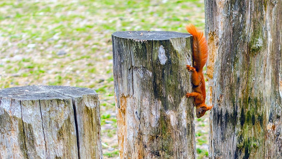 squirrel, red tail, tree stump, wood - material, animal themes HD wallpaper
