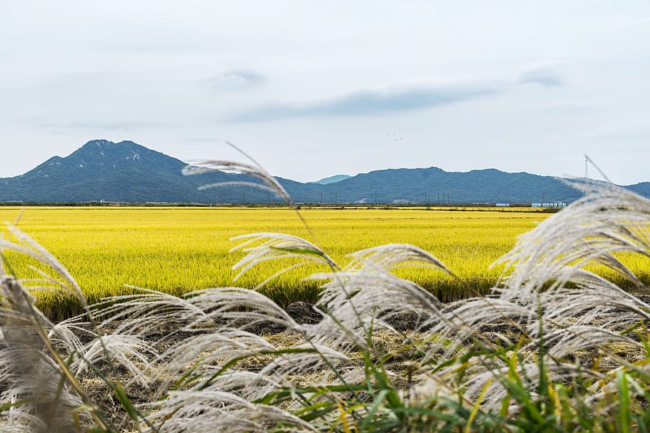 landscape photo of rice paddy, korea, incheon, ganghwado, travel