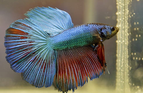 close-up photo of white and red betta fish, beta, warrior, aquarium HD wallpaper