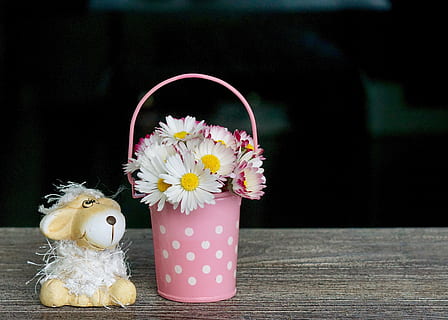 selective focus photography of white petaled flowers, decoration HD wallpaper
