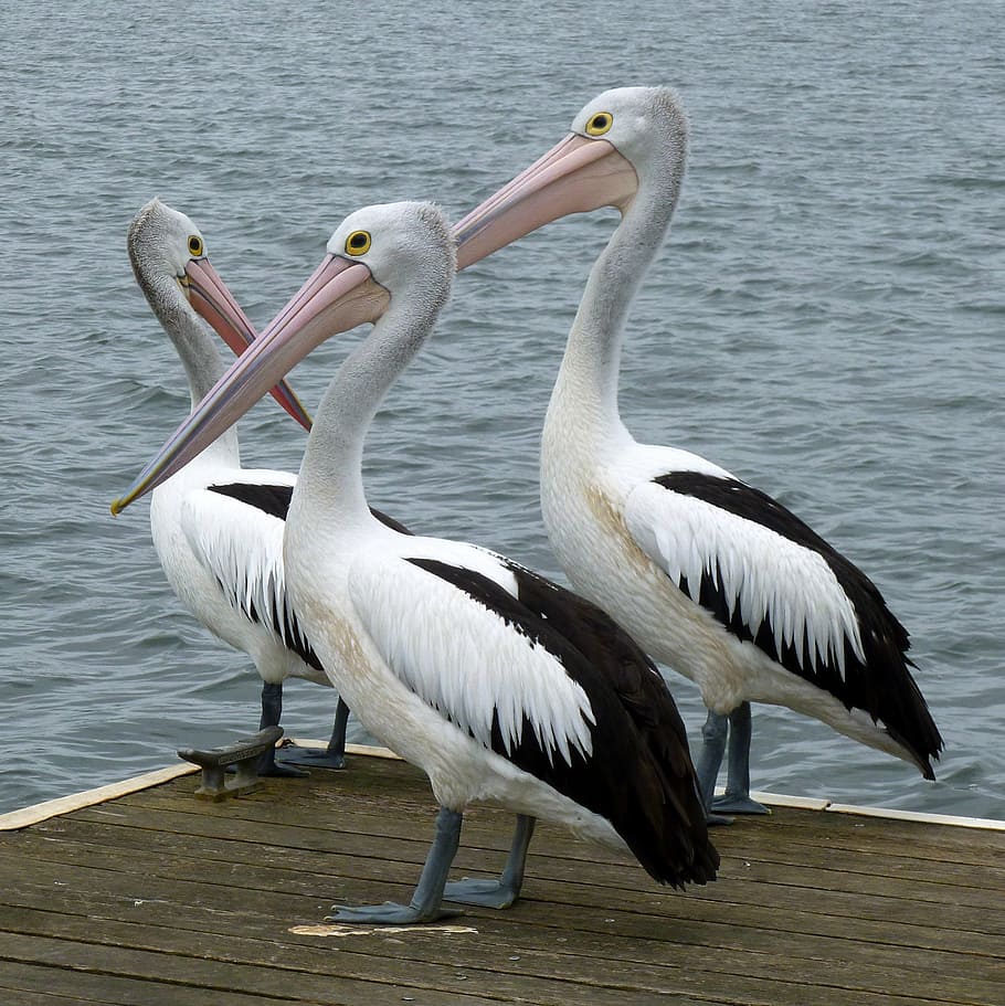 photography of three pelicans beside body of water during daytime