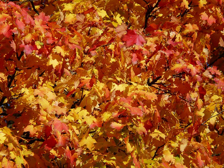 autumn tree, coloring, red, brown, yellow, golden, red brown HD wallpaper