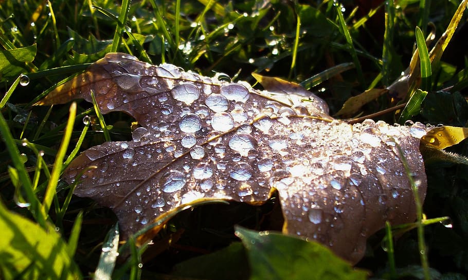 leaf, dewdrop, rain, plant, plant part, growth, nature, wet HD wallpaper