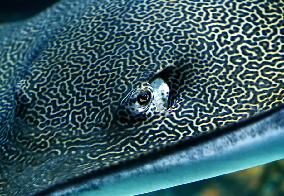 black and gray stingray closeup photography, black and white sting-ray HD wallpaper