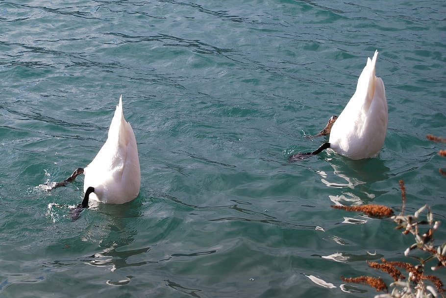 diving, lake, river, swans, sea, animal, nature, wildlife, dolphin HD wallpaper