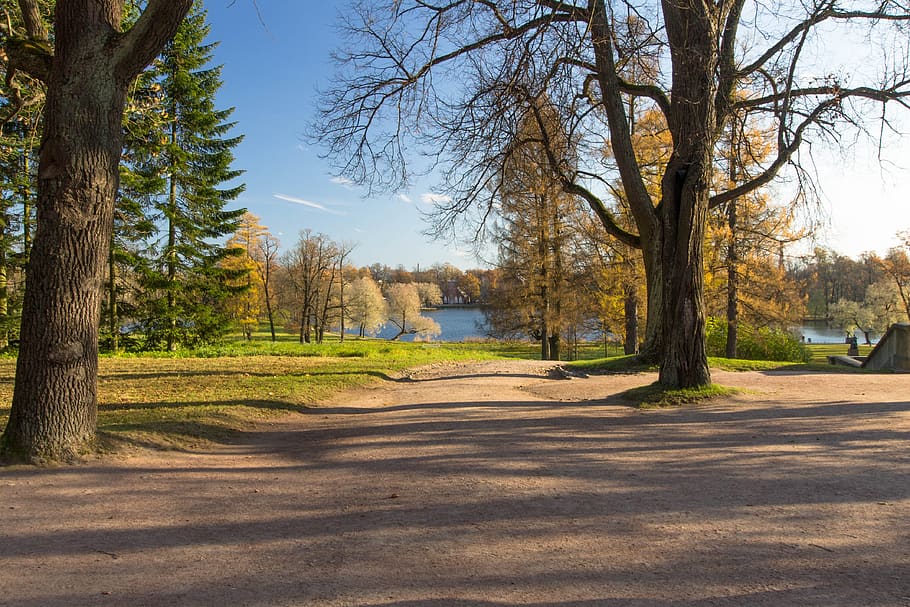 nature, landscape, trees, sky, sun, shadow, st petersburg russia HD wallpaper