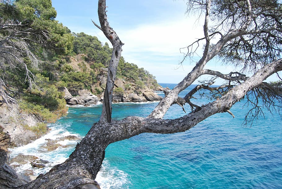 sea, tree, azure blue, corniche, nature, view, french riviera HD wallpaper
