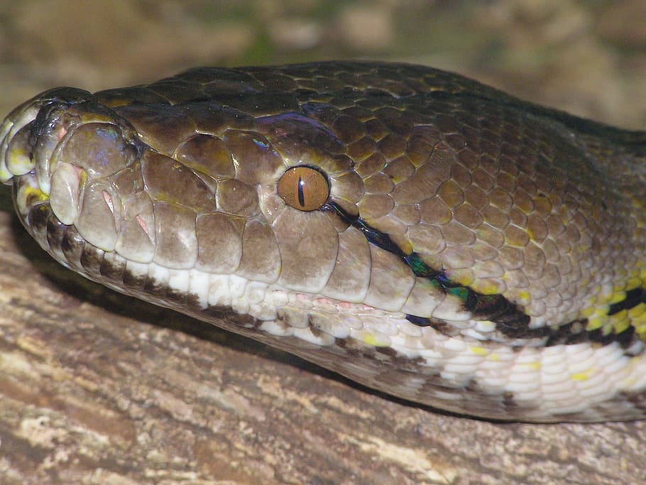 Snake, Colours, Head, Emerald, one animal, animal wildlife HD wallpaper