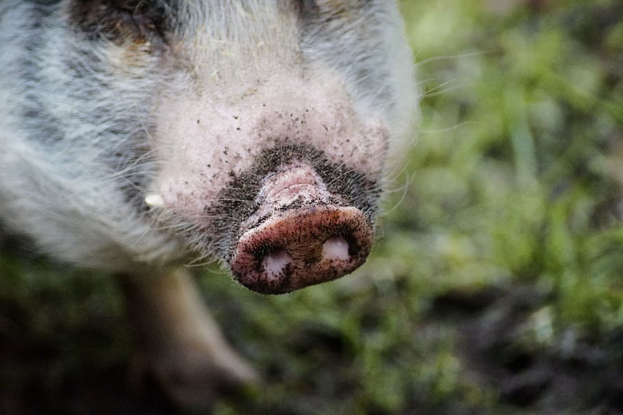pig, nose, pink, hog, agriculture, proboscis, animal, dirty HD wallpaper