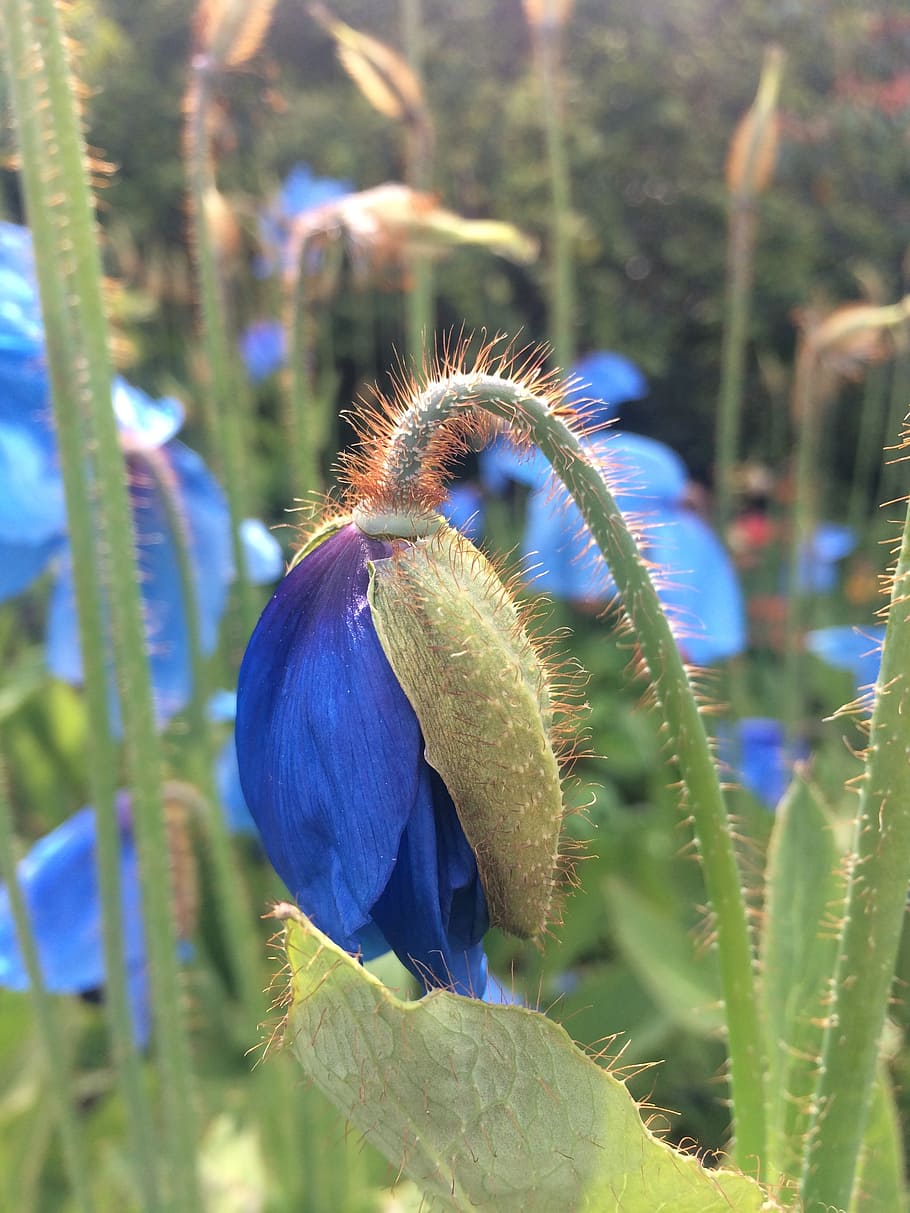 himalayan blue poppy, papaver, flower, flora, nature, meconopsis, HD wallpaper