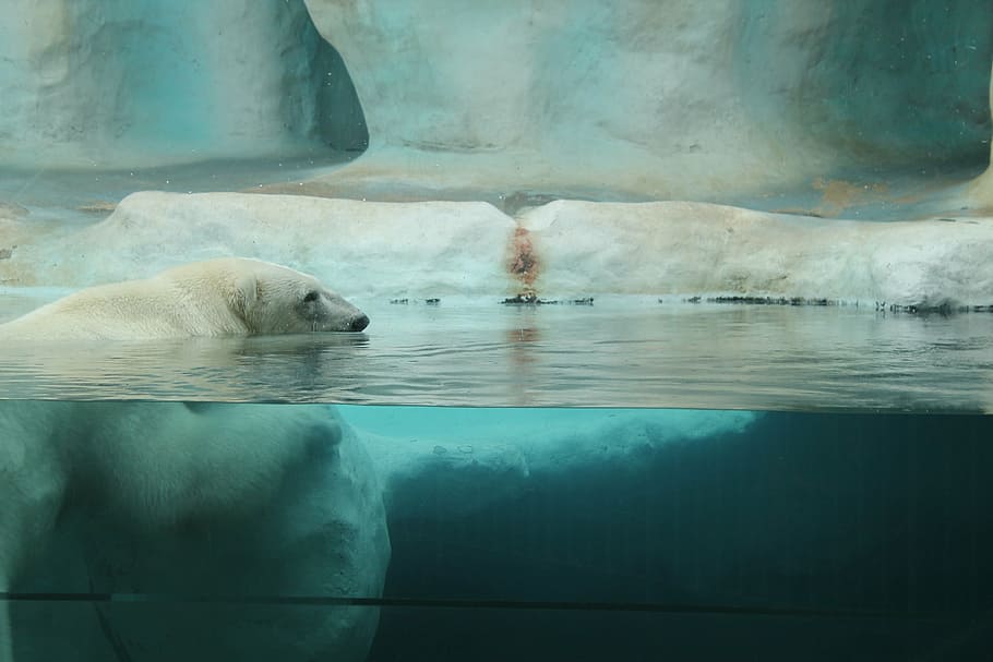 white polar bear underwater photography, arctic, zoo, animal HD wallpaper