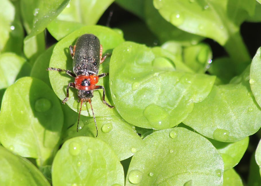 beetle, ticket, tickets, salad, nature, drops, spring, flower HD wallpaper