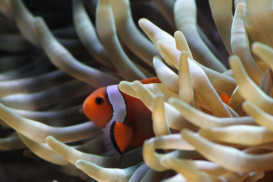 macro photography of clown fish, Anemone, Fish, Tropical, underwater HD wallpaper