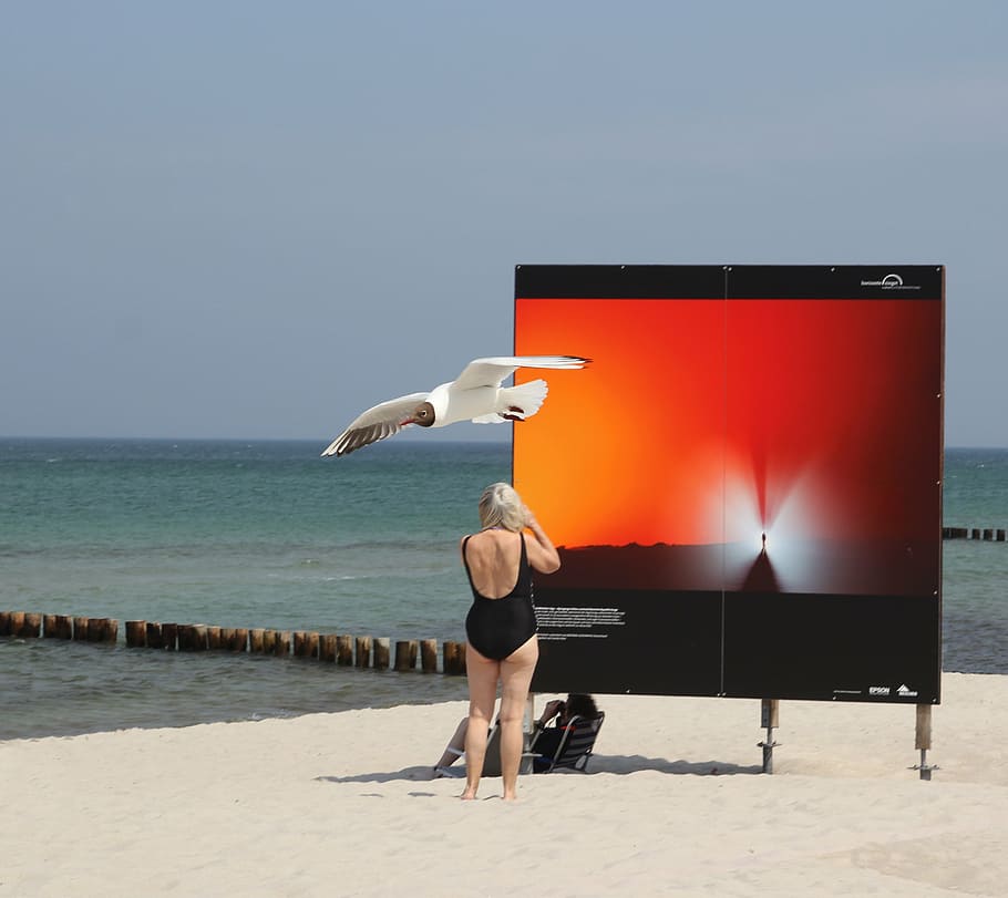 zingst, exhibition, beach, seagull, water, baltic sea, bird HD wallpaper