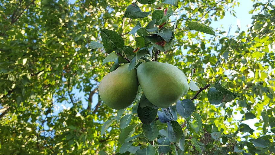 pear, fruit, tree, plant, healthy eating, food and drink, growth HD wallpaper