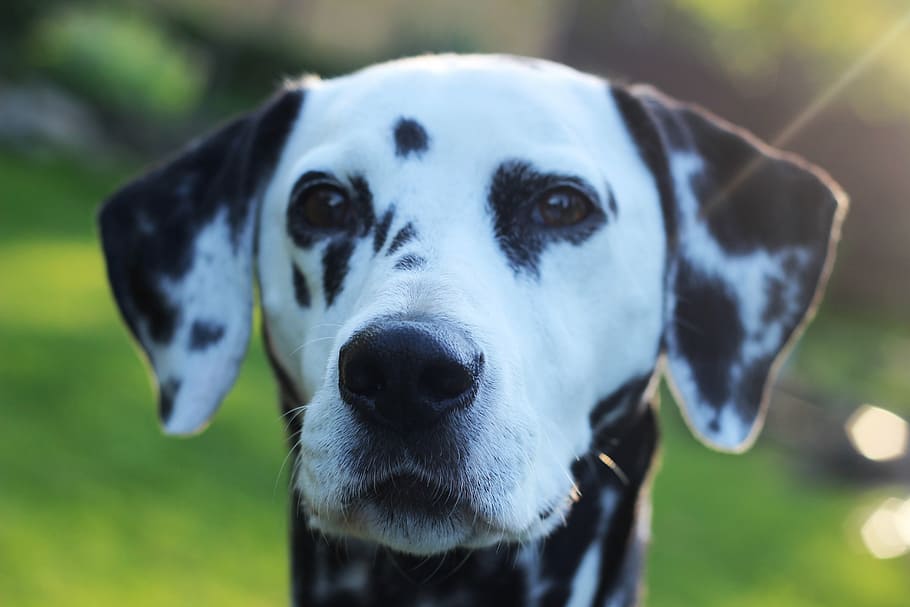 HD wallpaper: close-up photograph of white and black Dalmatian dog ...