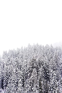 snow covered pine trees on hill under white sky at daytime, snow covered pine trees under white sky HD wallpaper