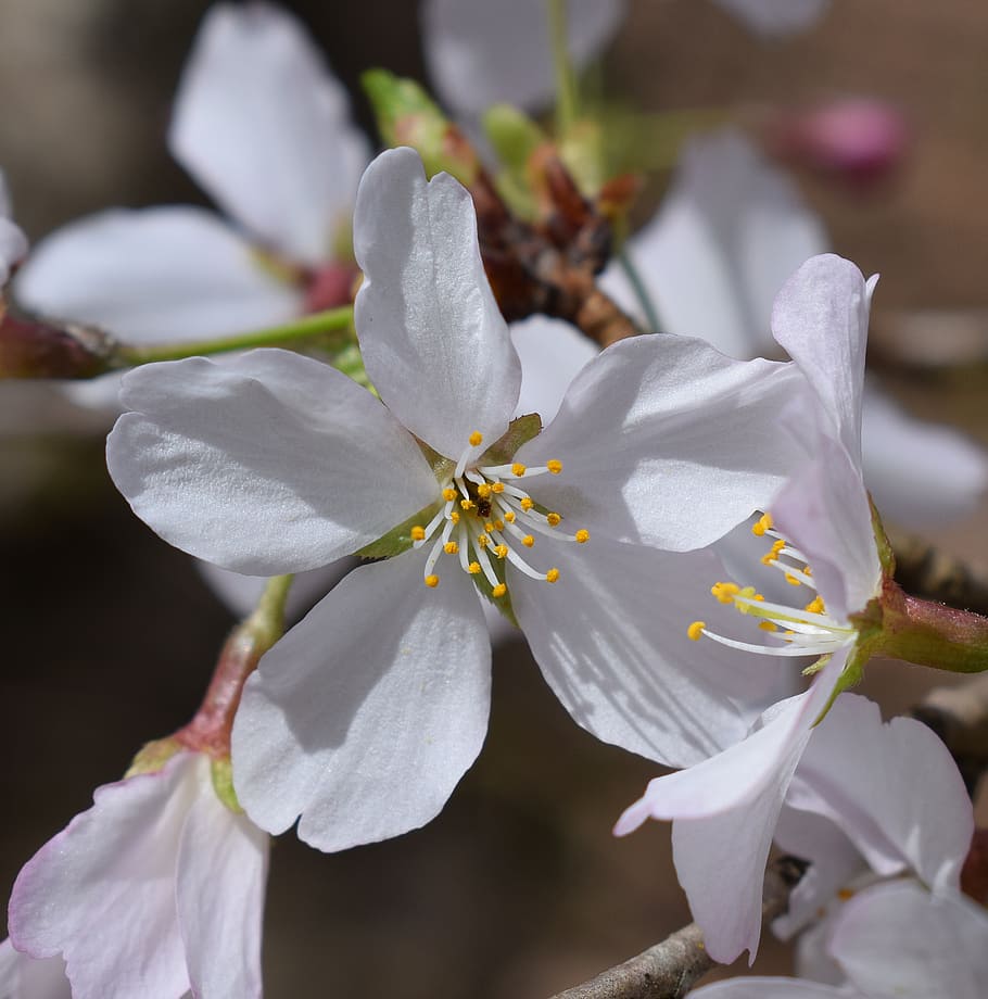 close-up cherry blossom, wild cherry, tree, flower, bloom, plant HD wallpaper