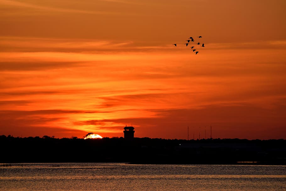 birds flying on sky during sunset, dawn, dusk, water, evening HD wallpaper