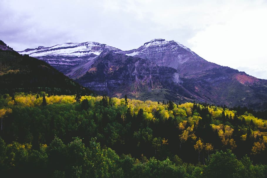 mountain filled with flowers, aerial view photography of mountain and trees HD wallpaper