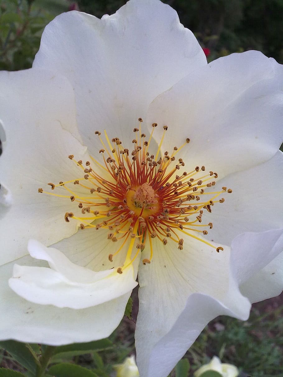 Flower, White, Yellow, Plant, Petal, center, blossom, stamen HD wallpaper