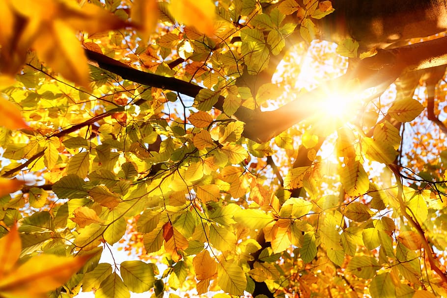 low-angle photography of sunlight passing through leaves of tree, HD wallpaper