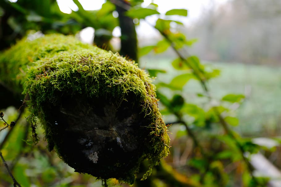 moss, nature, tree, park, trees, plant, autumn, green, growth HD wallpaper