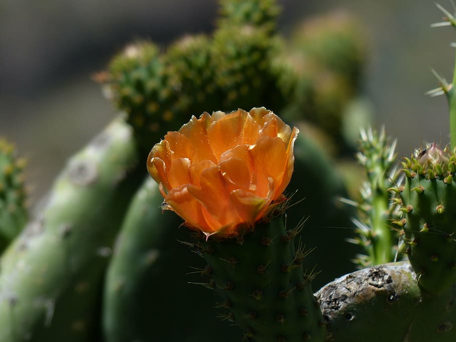blossom, bloom, cactus, orange, filziger prickly pear, opuntia HD wallpaper