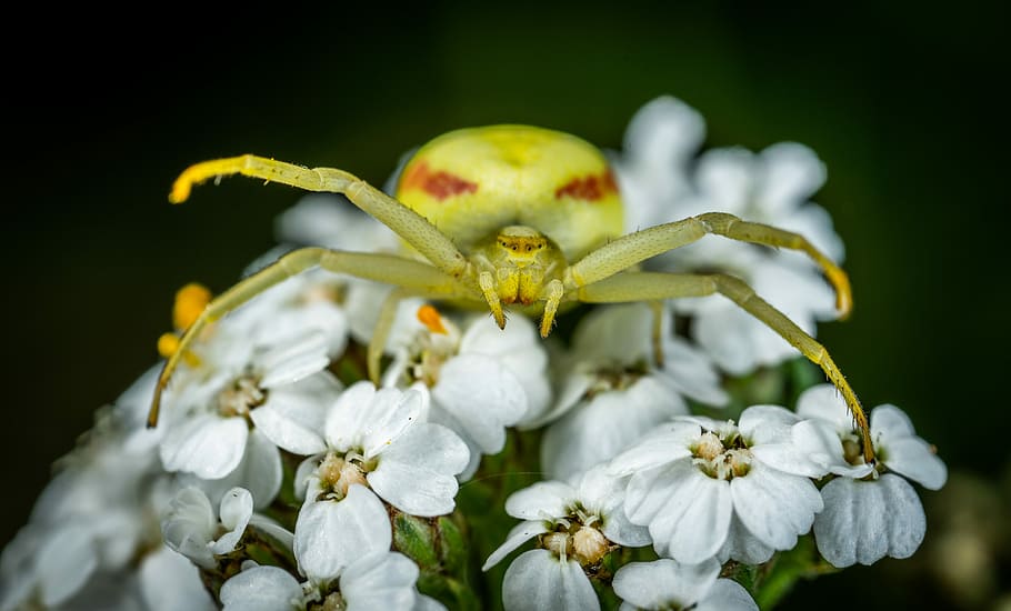 spider, arachnids, bespozvonochnoe, paukoobraznoe, flower spider, HD wallpaper