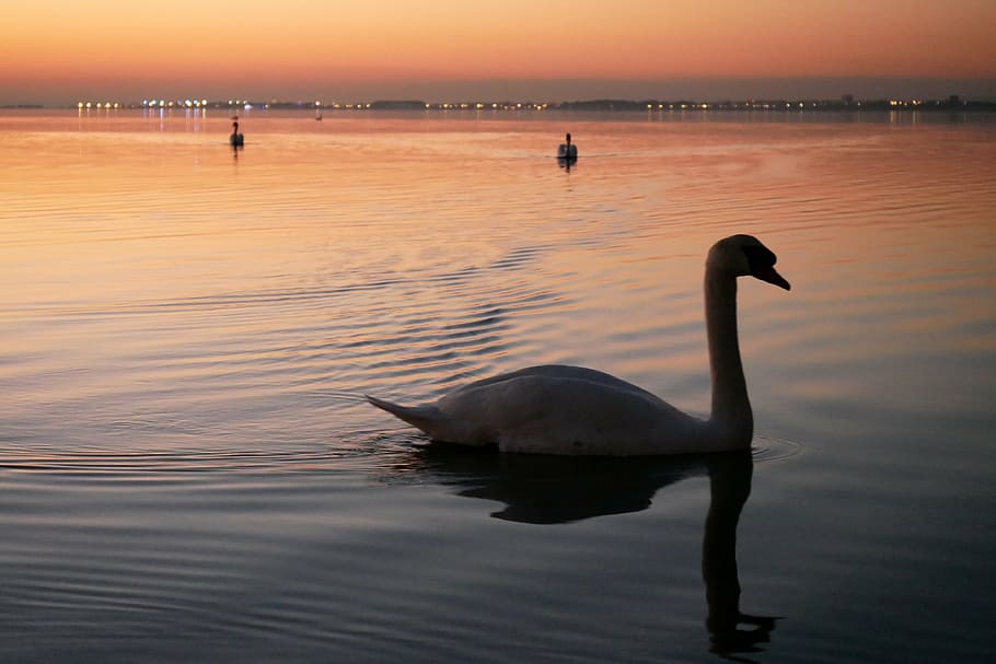 swan, pond, evening, animal themes, animals in the wild, animal wildlife HD wallpaper