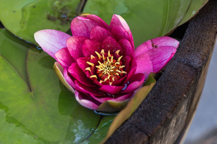 Flower, Nature, Petals, pink color, outdoors, fragility, flowering plant HD wallpaper