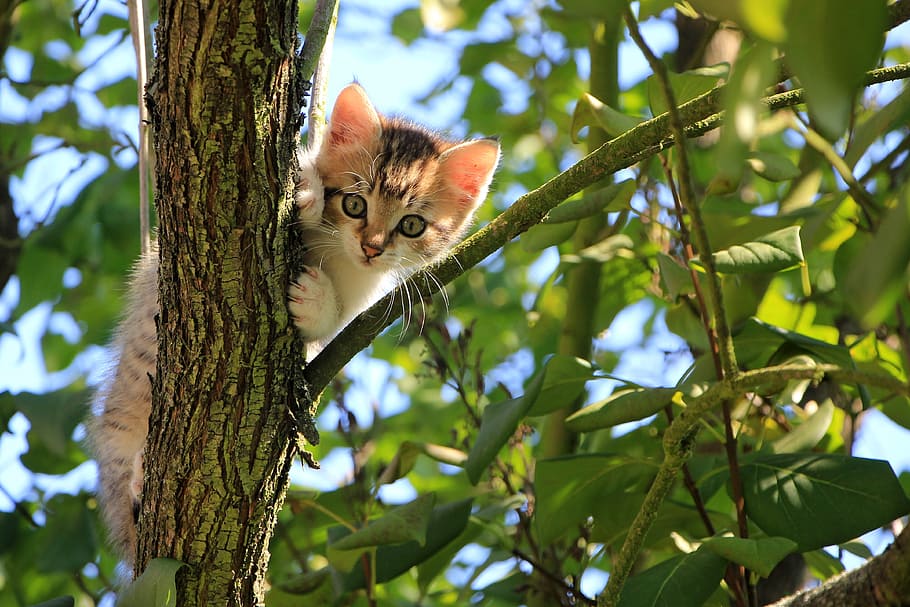 brown and white kitten on top of tree branch during daytime HD wallpaper