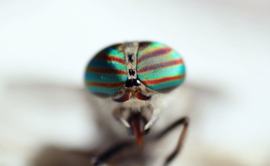 fly, eye, color, macro, eyes, animal themes, one animal, invertebrate HD wallpaper